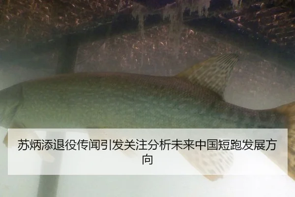 苏炳添退役传闻引发关注分析未来中国短跑发展方向